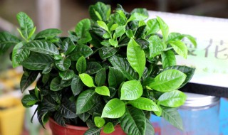 怎样才能养好栀子花 如何才能养好栀子花