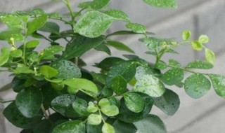 怎样养好九里香 怎样养好九里香需要整形吗