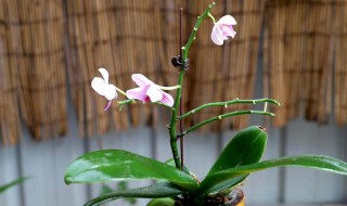 蝴蝴兰为什么不能按时开花 蝴蝶兰可以开花几次就不要了