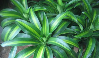 什么叫金鸡尾 金鸡尾有什么作用