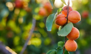 什么的果园 什么的果园填合适词语