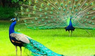 什么的孔雀 什么的孔雀填词语