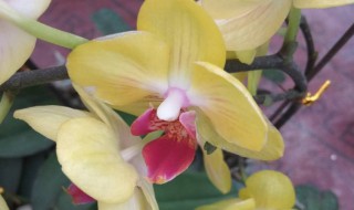 蝴蝶兰怎么换盆 蝴蝶兰怎么换盆步骤图解