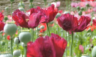 什么的花 什么的花朵