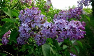 丁香做菜起什么作用（丁香在菜肴中的作用）