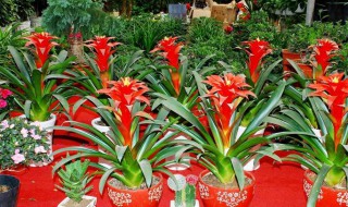 为什么要在鸿运当头叶筒中注水 鸿运当头叶筒是什么