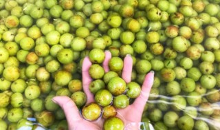 青橄榄可以直接晒干吗（青橄榄可以晒干保存吗）