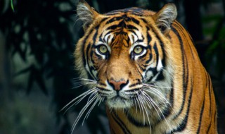 虎年开门红口号霸气押韵 虎年开门红口号霸气押韵四字