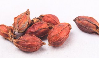 什么是栀子（什么是栀子粉）