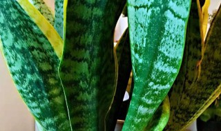 虎皮兰叶子卷起来是什么原因（虎皮兰为什么叶子总是卷卷的）
