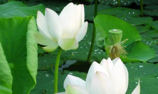 荷花靠什么传播种子（荷花靠什么传播种子仿写）