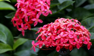 百日红什么时候栽最好（千日红什么时候种植最好）