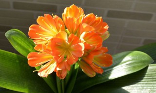 君子兰可以放客厅吗（君子兰可以放客厅吗但是不好养）