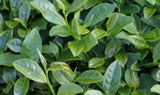 茶树什么时候剪枝最好（茶树什么时候剪枝最好活）