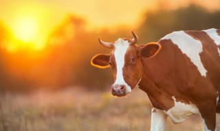 生肖属牛最忌讳的颜色 生肖属牛最忌讳的颜色在2022