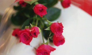 月季花代表什么象征意义（月季花代表的含义）