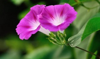 喇叭花可以吃吗（喇叭花可以吃吗有毒吗）