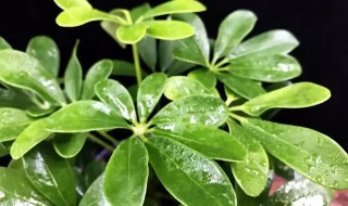 鸭脚木是什么植物（鸭脚木是什么植物的根）