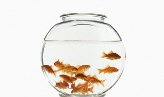 养鱼的水浇花有什么好处（养鱼的水用来浇花好吗）