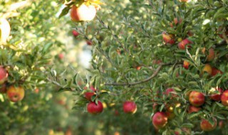 苹果树属于什么类植物（苹果树属于什么类植物种子）