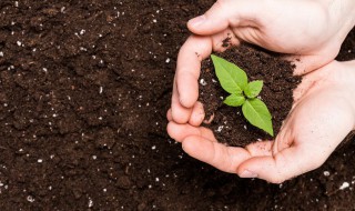 黏质土适合种植什么植物（粘质土适合种植什么植物20种）