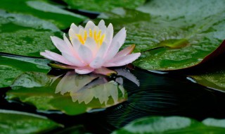 碗莲种子怎么发芽 碗莲种子发芽方法