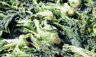 梅菜和雪菜一样吗 梅菜和雪菜一样吗为什么