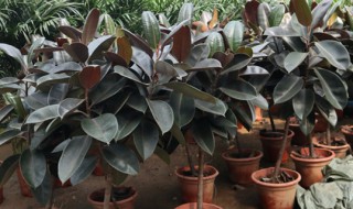 橡皮树什么时候剪枝最好比较合适 橡皮树什么时候剪枝最好比较合适视频