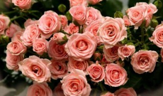 粉色玫瑰花的花语是什么寓意 粉色玫瑰花的花语和象征