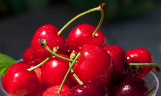 樱桃树需要剪枝吗（樱桃树需要剪枝吗怎么剪）