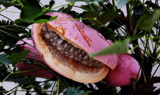 八月炸籽能吃吗（八月炸全是籽籽怎么吃）