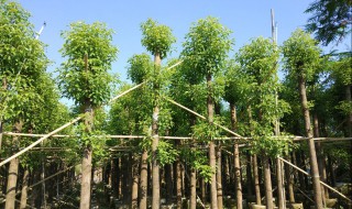 樟树适合种在什么地方（樟树种在什么地方最合适）