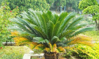 铁树什么时候换盆好 铁树什么时候换盆好呢