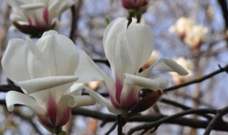 白玉兰是什么季节开的花（白玉兰花是什么季节开的花）