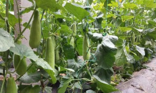 羊角蜜适合什么季节种植 秋季羊角蜜几月份种植