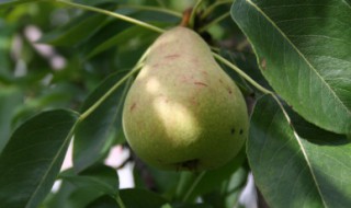 梨树剪枝的最佳时间 梨树剪枝的最佳时间段