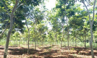 黄花梨适合种在什么地方（黄花梨适合种在什么地方最好）