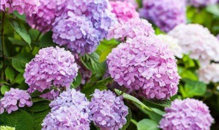 绣球花能吃吗 绣球花能吃吗有毒吗