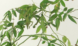 甜蜜红木香花什么时候栽最好 甜蜜红木香花什么时候栽最好看