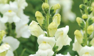 金鱼草什么时候播种最好（金鱼草的播种方法和注意事项）