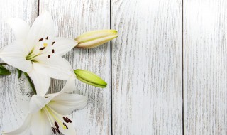 百合花长什么样子（百合花长什么样子的作文100字）