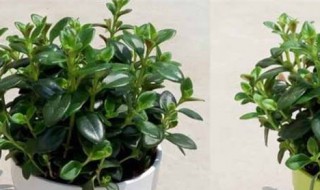 金鱼花适合家里养吗（家里养小金鱼花好吗）