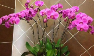 店铺养什么花最好旺财（店里养什么花好招财）