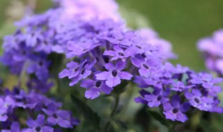 美女樱的花语和寓意 美女樱的寓意和象征着?