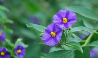 蓝花茄什么时候开花（蓝花茄什么时候开花结果）