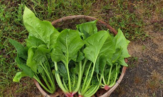 青菜和菠菜一样吗 青菜和菠菜一样吗英文