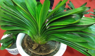 用什么养护君子兰开出艳丽的花朵（开花的君子兰怎么养护）