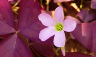 紫色酢浆草适合什么环境（紫色酢浆草适合什么环境养）