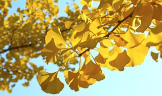 杏树代表什么象征意义 杏树的代表含义