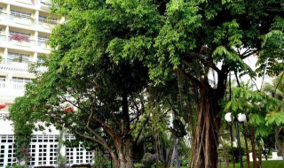 房屋前种什么树风水好 房屋前面种什么树对风水有利